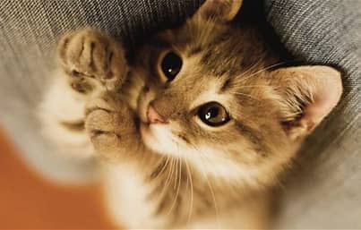 cat